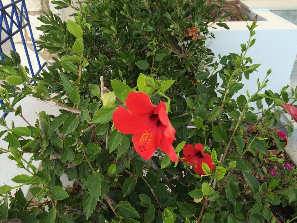 Monolia Sea Breeze Apartments Chios מראה חיצוני תמונה